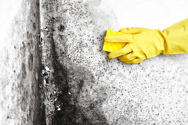 Why You Should Choose Our Mold Remediation Services in Williamson, AZ